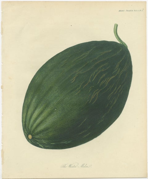 Antique Fruit Print of a Winter Melon or Ash Gourd, view 2