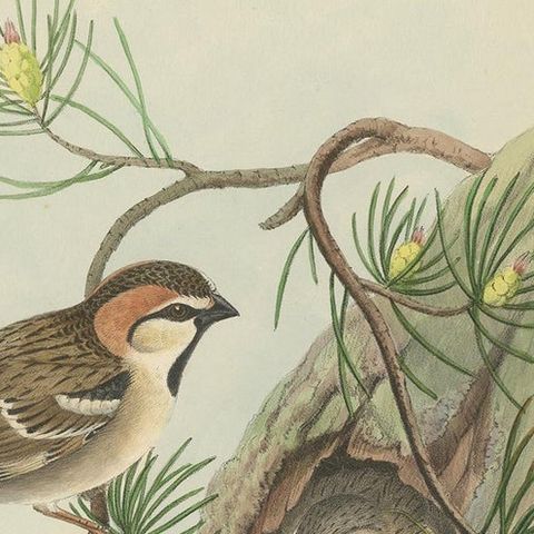 Antique Bird Print of the Saxaul Sparrow by Gould, circa 1850, close-up 1