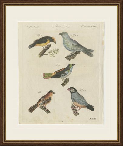 Tanagers and Java Sparrow Songbirds, Antique Bertuch Print, circa 1805, shown framed