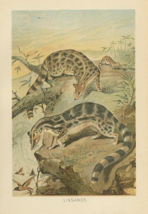 Linsangs, Rare Antique Asian Mammal Print, Victorian Zoology, 1894, close-up 1