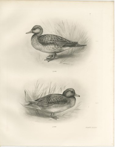 Female Pintail and a Brown Plumaged Duck after Lilian Medland, c. 1909, view 2