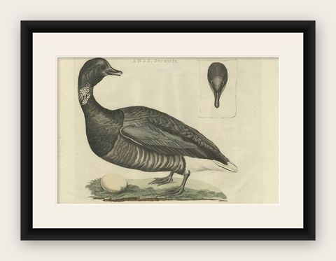 Brent Goose, Antique Bird Engraving by Nozeman and Sepp, 1789, shown framed