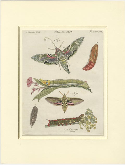 Pair of Antique Hawk Moth Life Cycle Engravings, Bertuch, c.1800, view 3