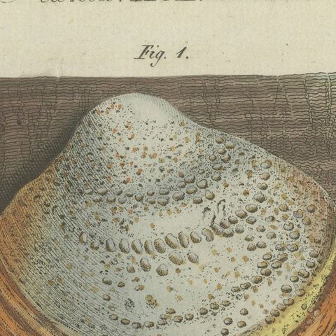 Antique Engraving of Phellinus Igniarius & Laricifomes Officinalis Fungi, 1795, close-up 1