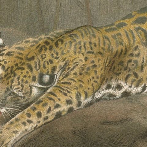 Jaguar Killing Tapir, Dramatic Antique Wildlife Print, Victorian Era, 1894, close-up 6