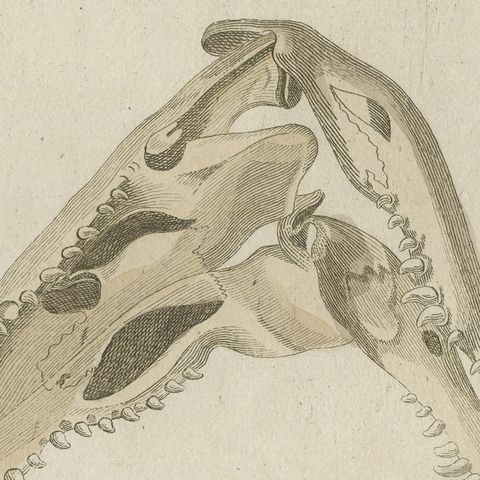 Crocodile with a Study of Its Skull, Antique Bertuch Print, Vienna, circa 1809, close-up 1