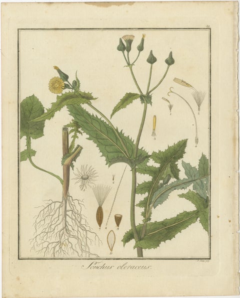 Botanical Illustration of Sonchus Oleraceus or Common Sow Thistle, 1822, view 2