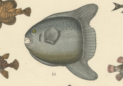 Fishes & Sea Life Print: Shark, Seahorse, Sunfish, Stingray, Antique 1867, close-up 6