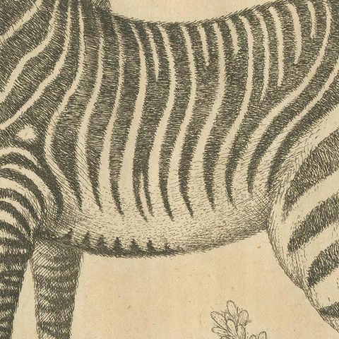 Antique Print of a Male Zebra, '1758', close-up 2