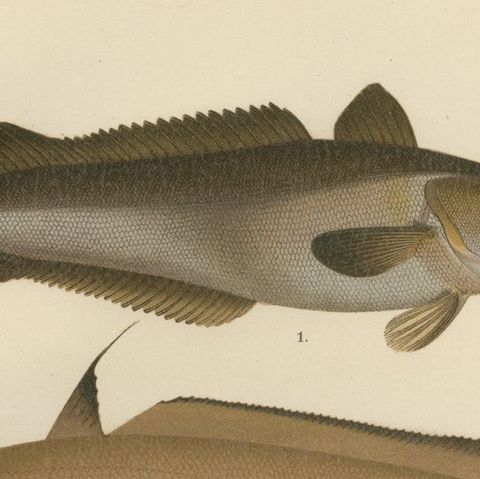 Hake, Blue Ling, Tadpole Fish, and Torsk - Fascinating Fish Lithograph, 1895, close-up 6
