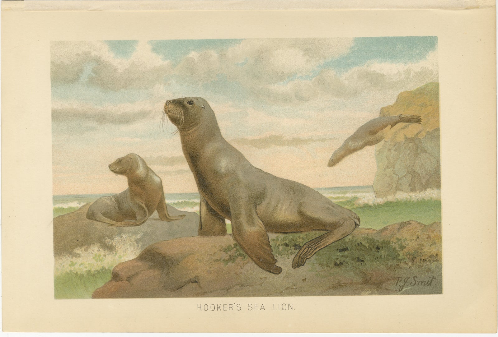 Coastal Wildlife Print, 19th Century Sea Lion Ocean Scene, Soft Pastels, 1894