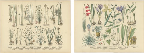 Antique German Botanical Atlas Plates, Grasses & Exotic Plants, 1885, view 4