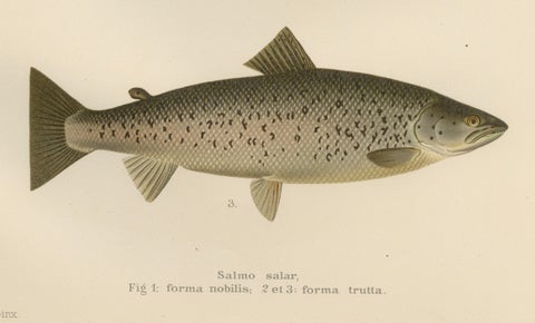 Scandinavian Atlantic Salmon Forms: Exquisite 19th Century Hand-Colored Print, close-up 2