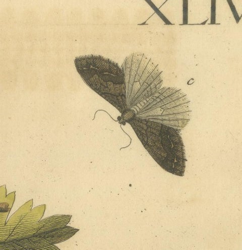 English Moths on Oak, Hand-Colored Insect Engraving, Eleazar Albin 1720, view 4