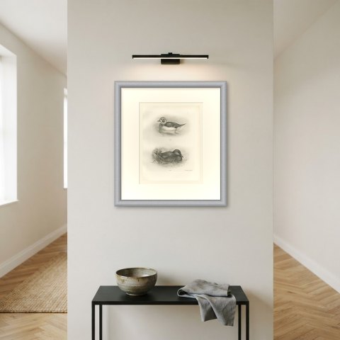 Female Long-tailed Duck and Female Eider after Lilian Medland, c. 1909, shown framed on a wall