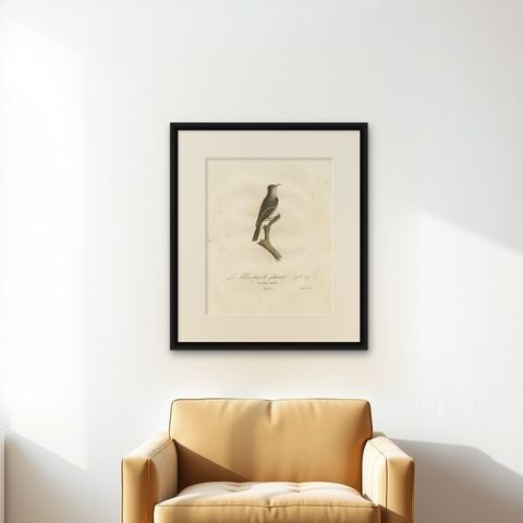 Large Antique Bird Print of an Eastern Wood Pewee, shown framed on a wall