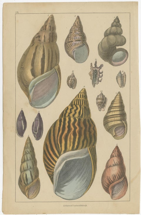 Original Old Handcolored Print Featuring Various Sea Shells, ca. 1852, view 2