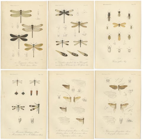 Set of 6 Antique 1887 Sumatra Dragonfly and Insect Lithographs, Fauna Studies, view 8