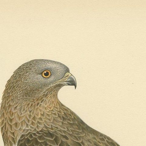 Antique Bird Print of the Honey Buzzard by Von Wright, 1929, close-up 1