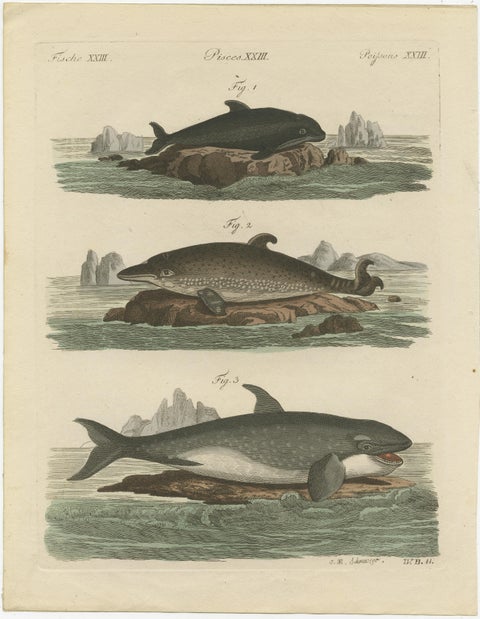 Hand Colored Engraving of a Harbour Porpoise and Other Marine Life, view 2