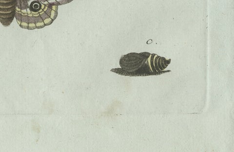 Original Antique Print of Three Moths and Metamorphosis by Bertuch, c. 1800, close-up 2