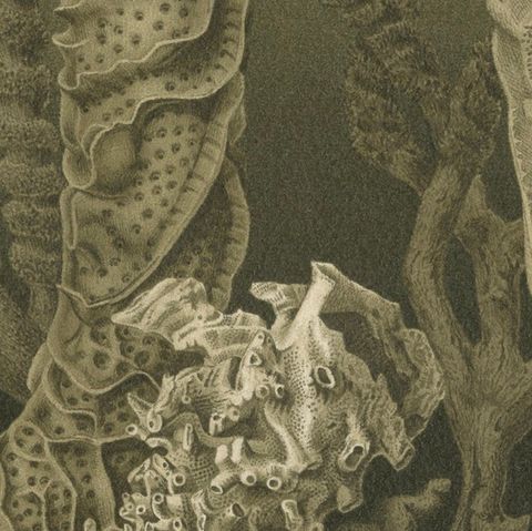 Glass Sponges, Deep-Sea Marine Life, Royal Natural History, 1896, close-up 6