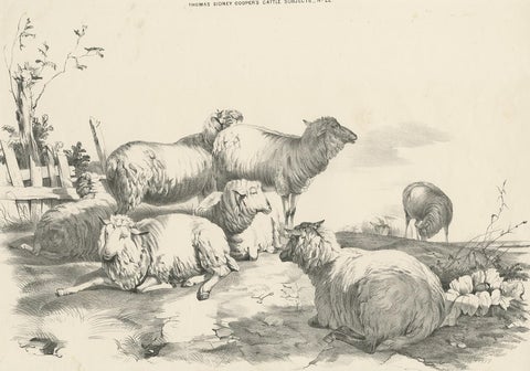 No. 22 Antique Print of Sheep by Cooper, 1839, view 2