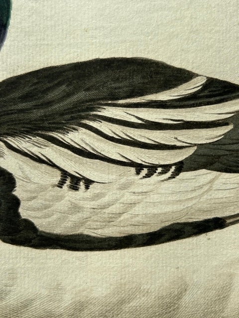 Common Goldeneye Duck, Antique Bird Engraving by Nozeman and Sepp, 1809, view 8