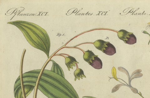 Exquisite Hand-Colored Botanical Engraving with Medicinal Plants, 1805, close-up 1