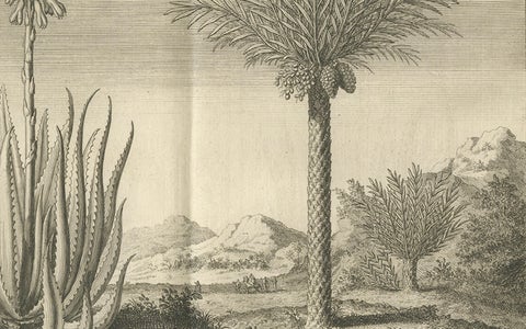 Coffee, Aloe, and Date Trees, Exotic Botanical Engraving, Dutch, c.1730, close-up 2