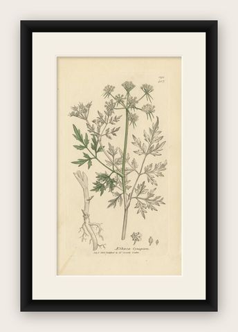 Antique Botany Print 'Aethusa Cynapium' by J. Sowerby, 1803, shown framed