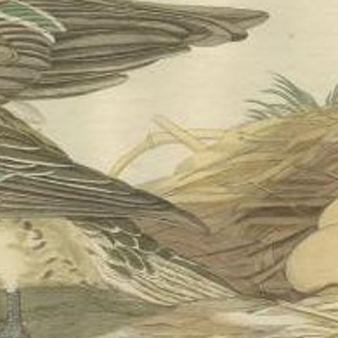 Antique Bird Print of a Female Garganey Duck by Sepp & Nozeman, 1789, close-up 1