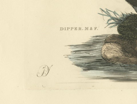 Aquatic Songbirds named Dippers Engraved by Selby and Hand-Colored, 1826, close-up 1