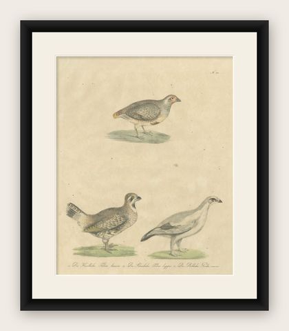 Antique Game Birds Lithograph by Karl Joseph Brodtmann, 1816, shown framed