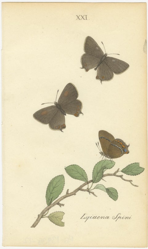 Cabinet-Size Butterfly Engravings with Jewel-Tone Species, Set of 6, 1835, view 4