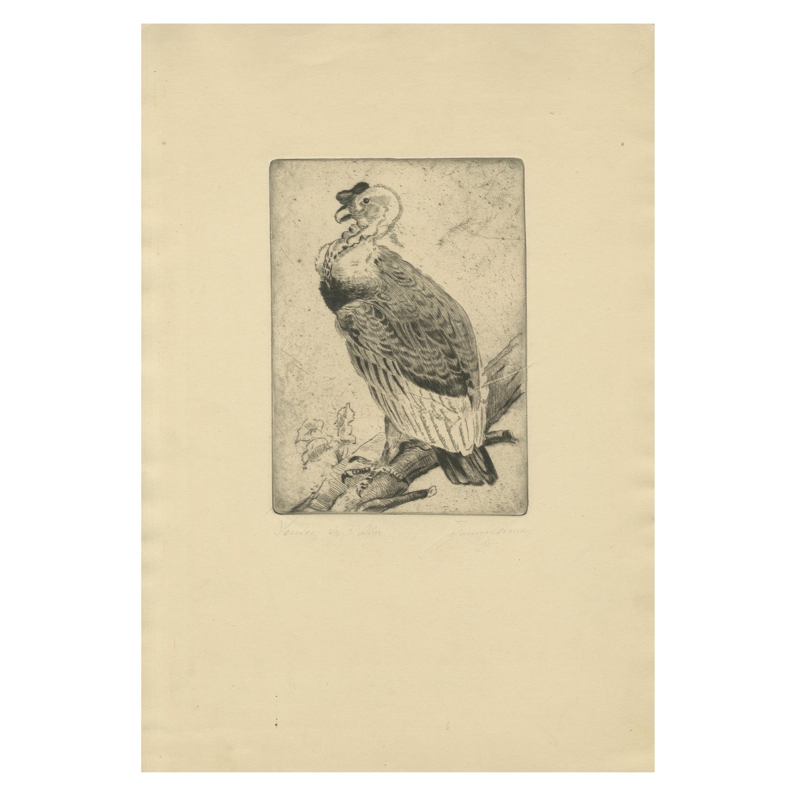 Vulture Etching, Natural History Print of the Andean Condor, ca.1880