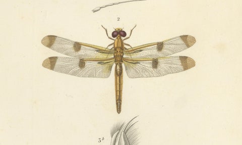 Antique Dragonfly Print, Agrion de Chine, French Natural History Engraving 1800, close-up 1