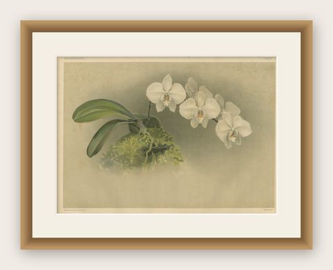 Victorian Botanical Print, White Phalaenopsis Casta Orchid, Published ca.1888, shown framed