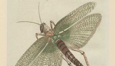 Antique Giant Locust & Grasshopper Engraving, Bertuch, c.1800, close-up 3