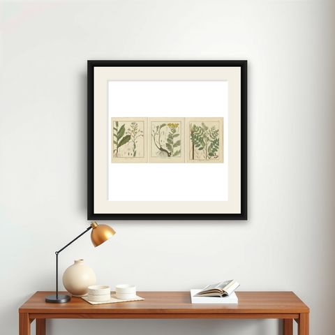 Wild Lettuce, Tansy, and Licorice: Botanical Illustrations from 1819, shown framed on a wall