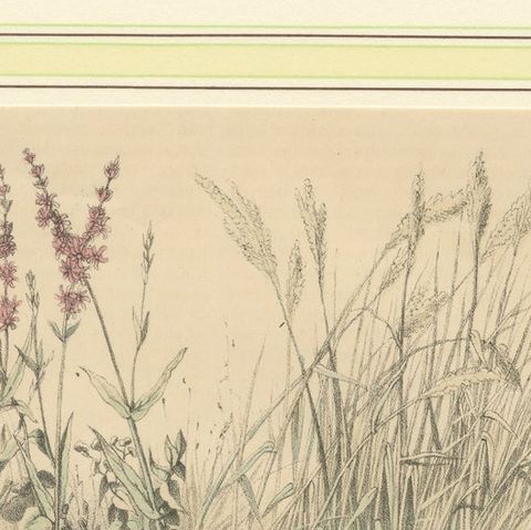 Wigeon Eggs in Nature: An 1863 Study of Avian Reproduction - Lithograph, close-up 5