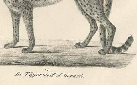 19th-Century Lithograph of the Puma and Cheetah in Graceful Stances, close-up 1