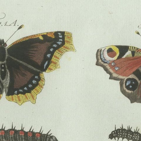 Original Antique Print of Peacock and Red Admiral Butterflies by Bertuch, c.1800, close-up 6