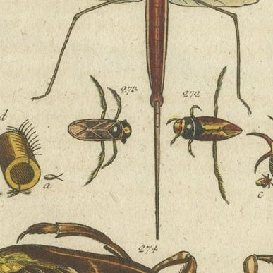 Arachnid & Insect Engravings: Stunning Hand-Colored Natural History Art, 1832, close-up 2