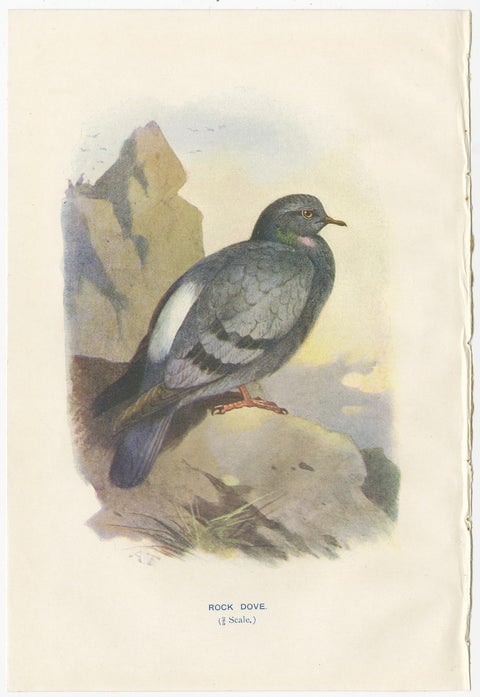 Set of 4 Antique Bird Prints Ringdove, Shore Lark, Nightingale, Rock Dove, view 5