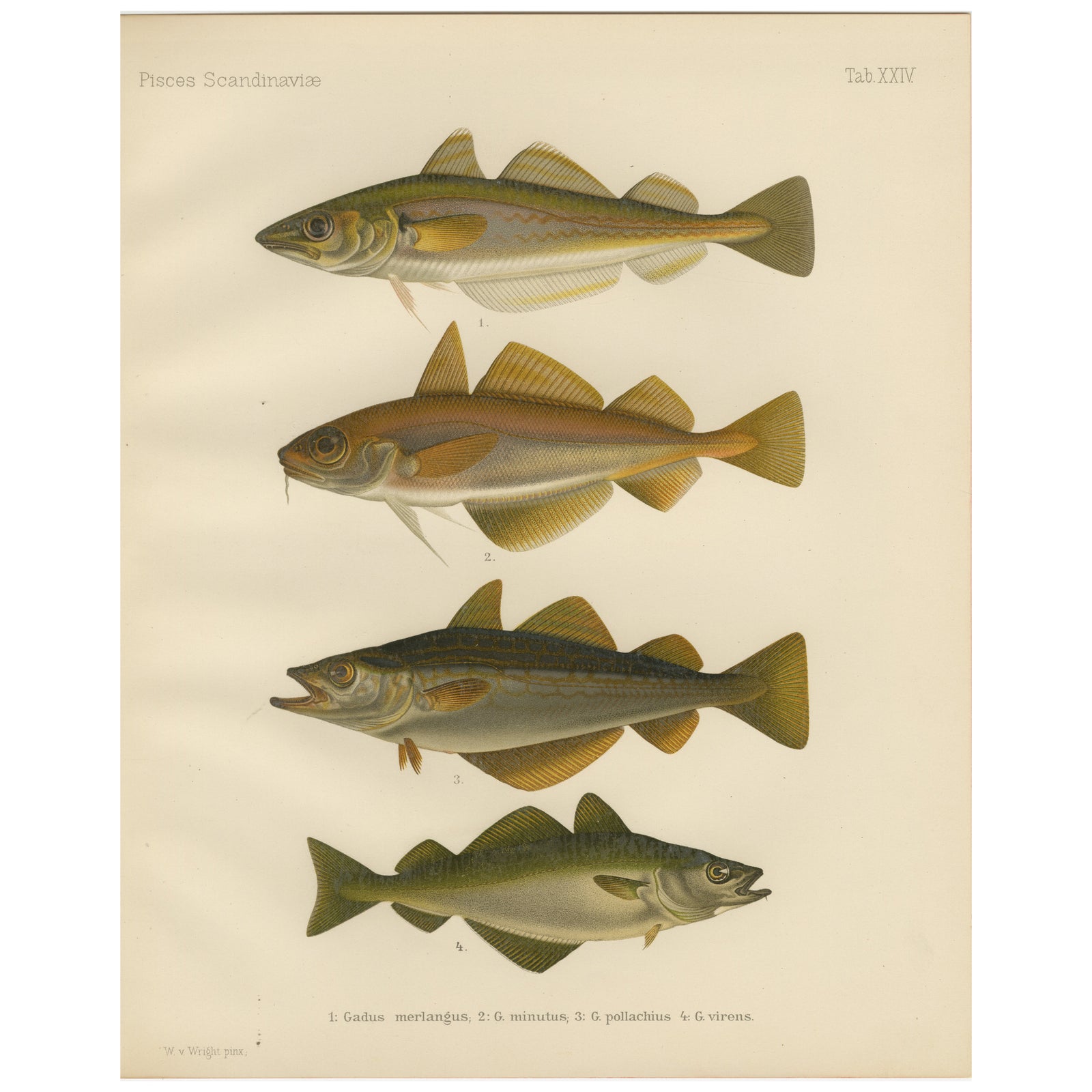 Whiting, Poor Cod, Pollack and Saithe - Captivating Fish Litho, 1895