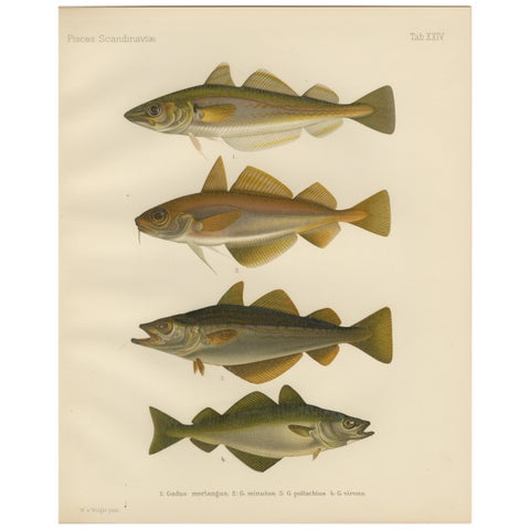 Whiting, Poor Cod, Pollack and Saithe - Captivating Fish Litho, 1895