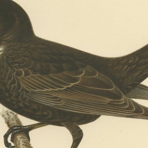 Antique Nicely Colored Bird Print of the Ring Ouzel, 1927, close-up 2