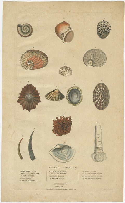 Old Print of Univalve 'Gastropod' Species; Ear Shells, Limpets, Etc., 1787, view 2