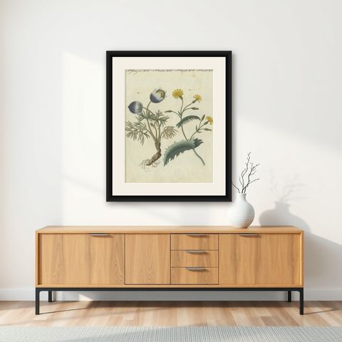 Botanical Print: Papaver and Hieracium Species from a Natural History Collection, shown framed on a wall